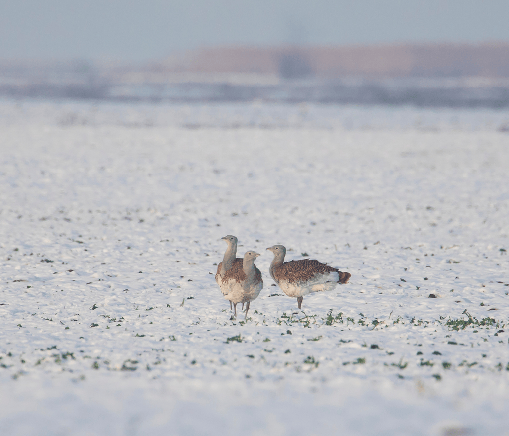 attila nagy, milvus group