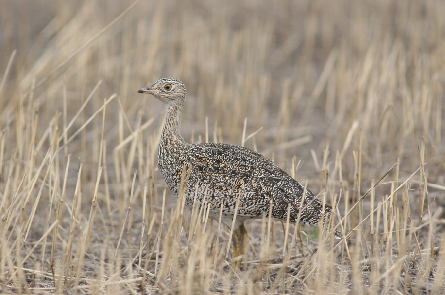 little bustard female m.koshkin