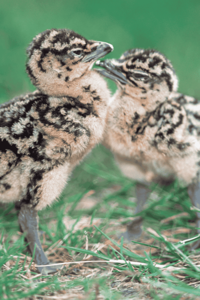 untitled design(215)