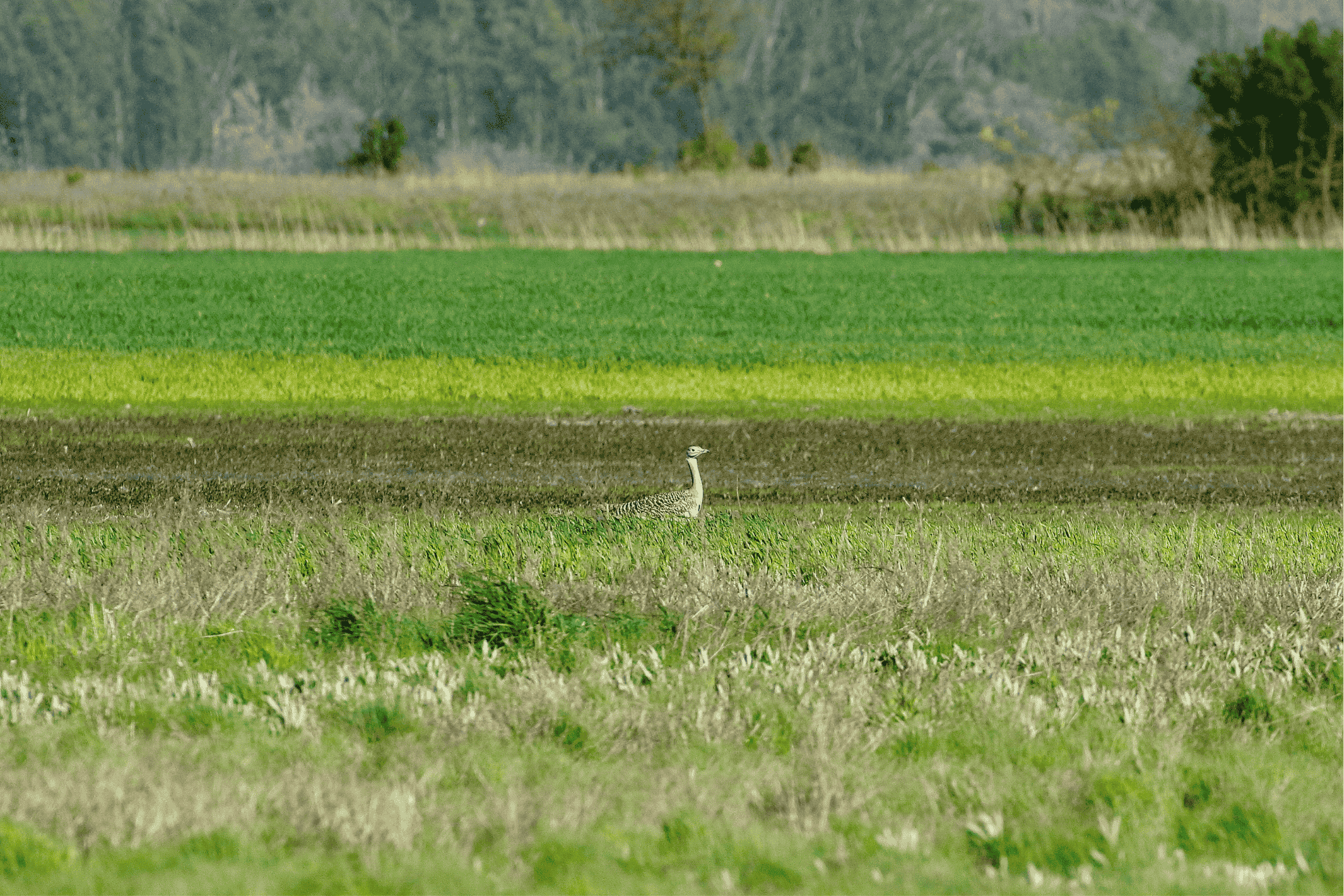 tuzok vetesben tavolrol apaj 20160416 orban zoltan 0002