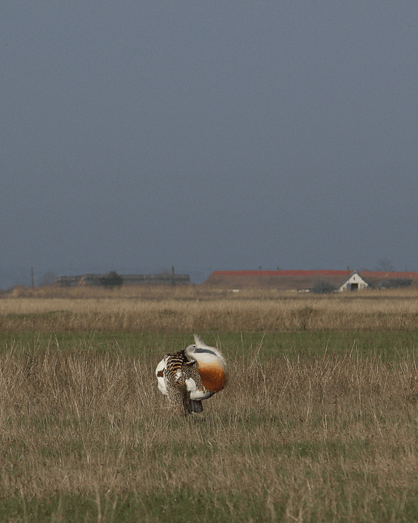 f. kovacs