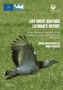 laymans report