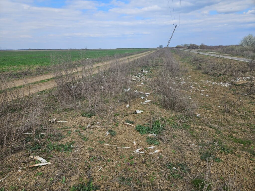 img 20260321 wa0004 madalina cotut 1024x768