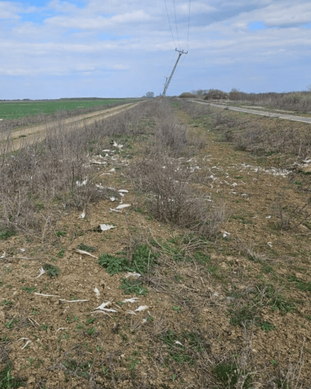 First recorded great bustard collision with power lines in Romania