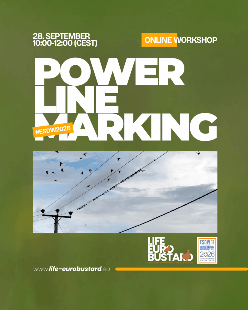 online workshop(2)