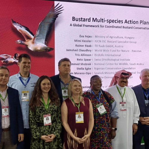 COP15 Side Event Highlights Progress for Bustard Conservation