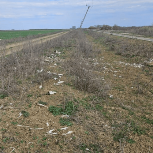 First recorded great bustard collision with power lines in Romania
